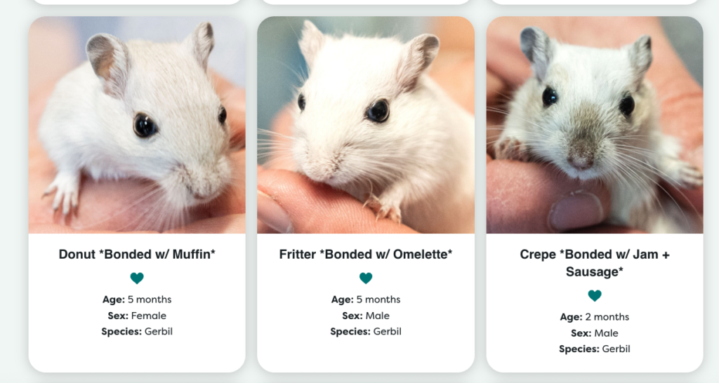 three small images of three small white gerbils with breakfast names like Donut, Fritter and Crepe